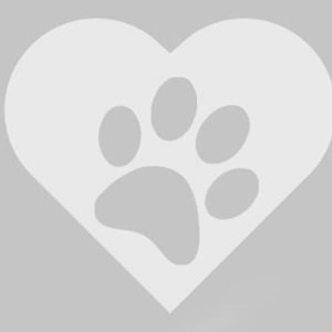 Dog Walking cat in Budapest pet sitting request
