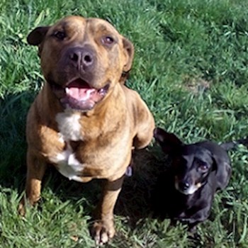  thumbnail petsitter Veszprém or pet nanny for dogs cats 