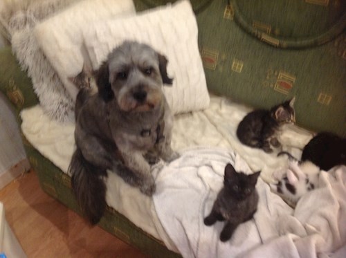 Simigyár- petsitter Miskolc or Pet nanny for dogs