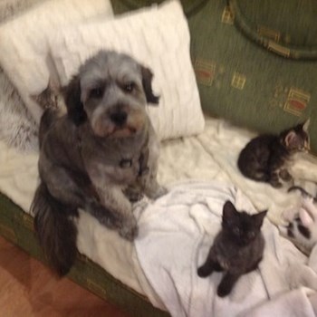 thumbnail petsitter Miskolc or pet nanny for dogs