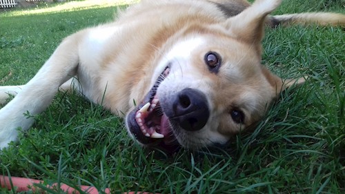 Bárczi- petsitter Székesfehérvár or Pet nanny for dogs cats