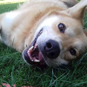 thumbnail petsitter Székesfehérvár or pet nanny for dogs cats