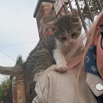 thumbnail petsitter Pécs vagy Állat szitter a kutyák cicák