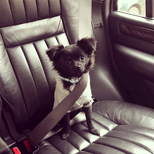 Bors- petsitter Pilisvörösvár vagy Állat szitter a kutyák cicák