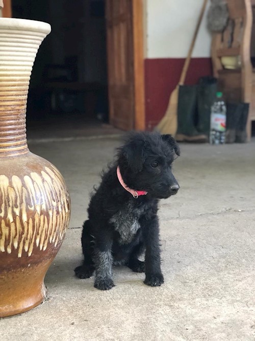 Bors- petsitter Pilisvörösvár vagy Állat szitter a kutyák cicák