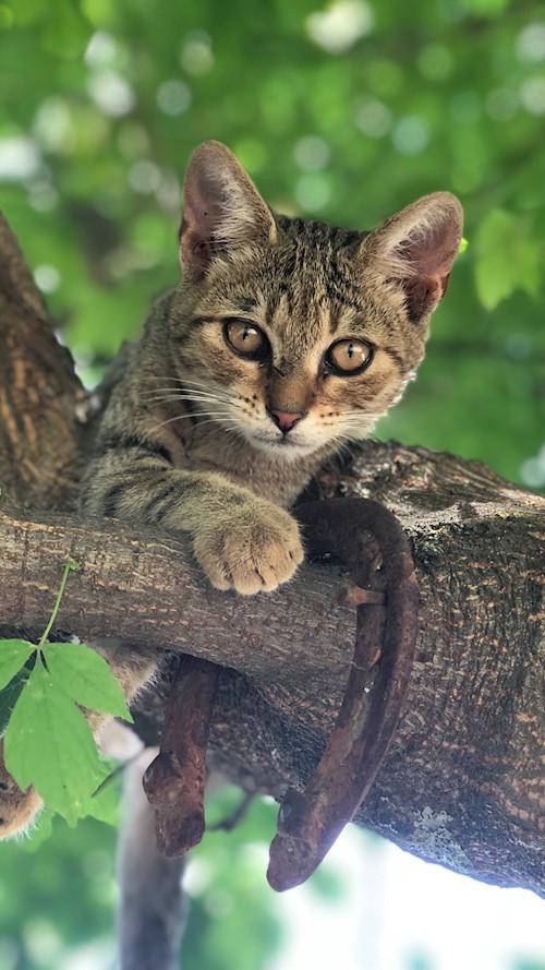 Bors- petsitter Pilisvörösvár vagy Állat szitter a kutyák cicák
