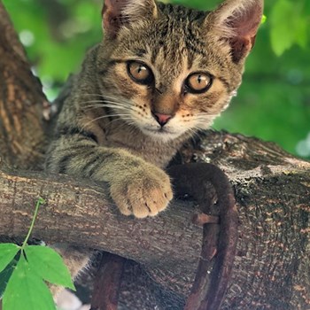 thumbnail petsitter Pilisvörösvár vagy Állat szitter a kutyák cicák