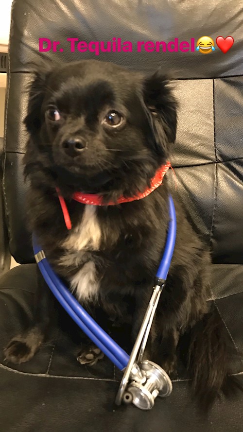 Bors- petsitter Pilisvörösvár vagy Állat szitter a kutyák cicák