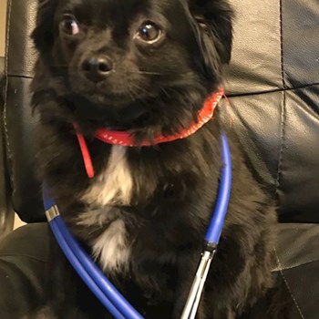 thumbnail petsitter Pilisvörösvár vagy Állat szitter a kutyák cicák