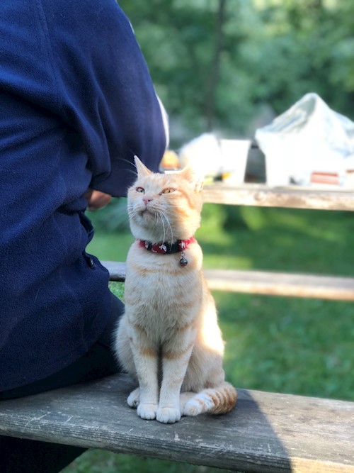Bors- petsitter Pilisvörösvár vagy Állat szitter a kutyák cicák