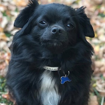 thumbnail petsitter Pilisvörösvár vagy Állat szitter a kutyák cicák