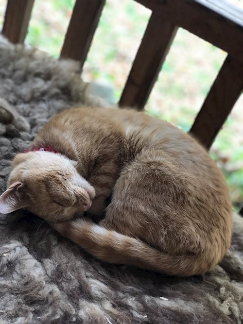 Bors- petsitter Pilisvörösvár vagy Állat szitter a kutyák cicák