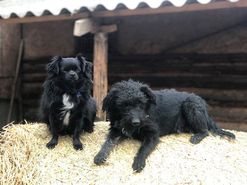 Bors- petsitter Pilisvörösvár vagy Állat szitter a kutyák cicák