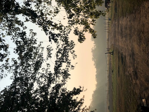 Bors- petsitter Pilisvörösvár vagy Állat szitter a kutyák cicák