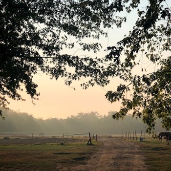 thumbnail petsitter Pilisvörösvár vagy Állat szitter a kutyák cicák