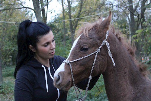 Bors- petsitter Pilisvörösvár vagy Állat szitter a kutyák cicák