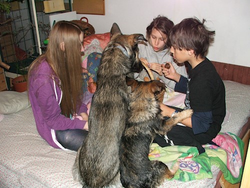 Fatima- petsitter Budapest or Pet nanny for dogs cats 