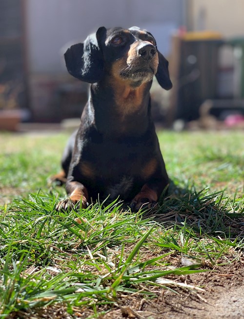 Bodor- petsitter Szeged vagy Állat szitter a kutyák cicák