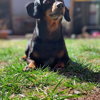 thumbnail petsitter Szeged vagy Állat szitter a kutyák cicák