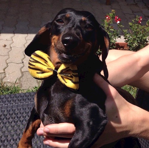 Bodor- petsitter Szeged vagy Állat szitter a kutyák cicák