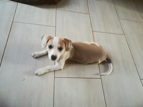 Kálócz- petsitter Veszprém or Pet nanny for dogs cats