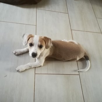 thumbnail petsitter Veszprém or pet nanny for dogs cats