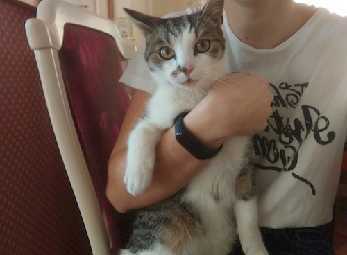 Hebők- petsitter Üröm or Pet nanny for dogs cats