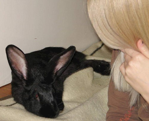 Kálócz- petsitter Veszprém or Pet nanny for dogs cats