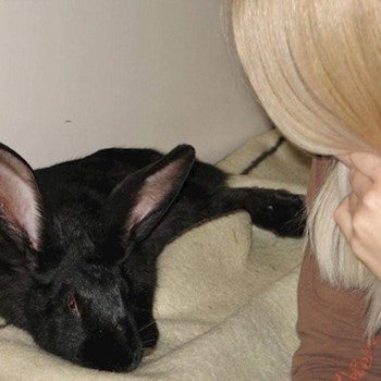 thumbnail petsitter Veszprém or pet nanny for dogs cats