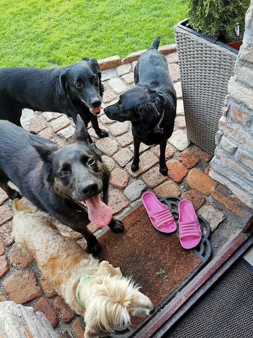 Adriána- petsitter Kerepes or Pet nanny for dogs cats