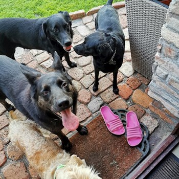 thumbnail petsitter Kerepes or pet nanny for dogs cats