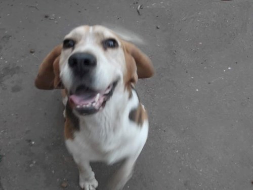 Petra- petsitter Budapest or Pet nanny for dogs cats