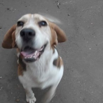 thumbnail petsitter Budapest or pet nanny for dogs cats