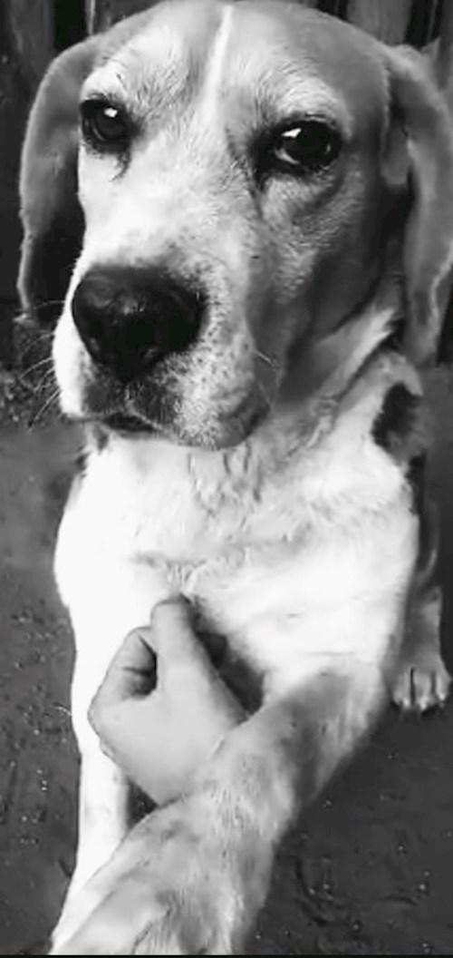 Petra- petsitter Budapest or Pet nanny for dogs cats