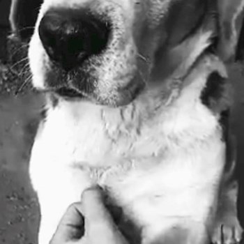 thumbnail petsitter Budapest or pet nanny for dogs cats