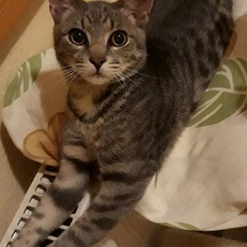 thumbnail petsitter Székesfehérvár or pet nanny for dogs cats