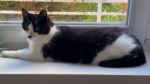 Malinda- petsitter Budapest vagy Állat szitter a kutyák cicák
