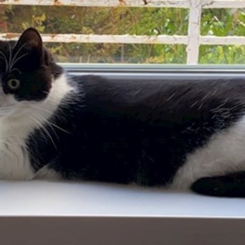 thumbnail petsitter Budapest vagy Állat szitter a kutyák cicák