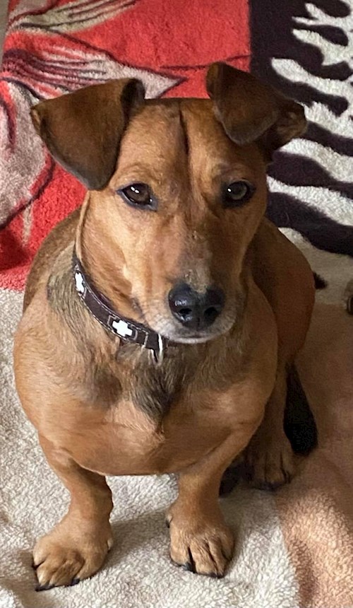 Malinda- petsitter Budapest vagy Állat szitter a kutyák cicák