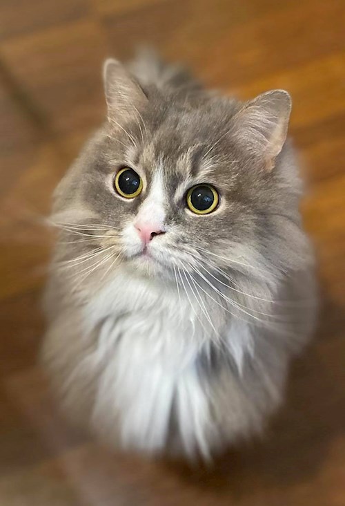 Malinda- petsitter Budapest vagy Állat szitter a kutyák cicák