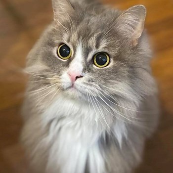 thumbnail petsitter Budapest vagy Állat szitter a kutyák cicák