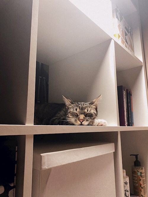 Ági- petsitter Budapest vagy Állat szitter a kutyák cicák
