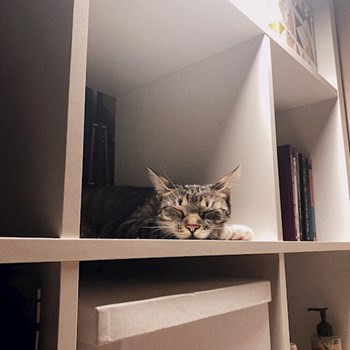 thumbnail petsitter Budapest vagy Állat szitter a kutyák cicák
