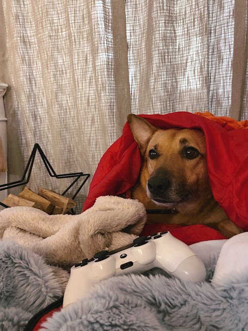 Ági- petsitter Budapest vagy Állat szitter a kutyák cicák
