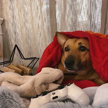 thumbnail petsitter Budapest vagy Állat szitter a kutyák cicák