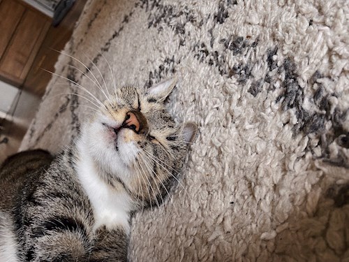 Ági- petsitter Budapest vagy Állat szitter a kutyák cicák