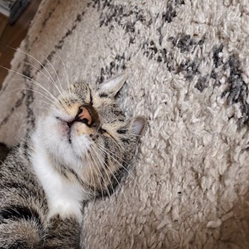 thumbnail petsitter Budapest vagy Állat szitter a kutyák cicák