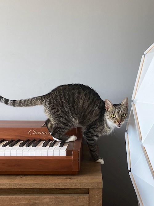 Ági- petsitter Budapest vagy Állat szitter a kutyák cicák