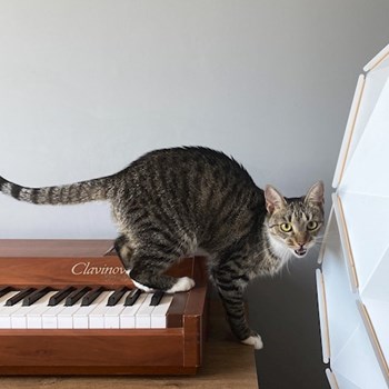 thumbnail petsitter Budapest vagy Állat szitter a kutyák cicák