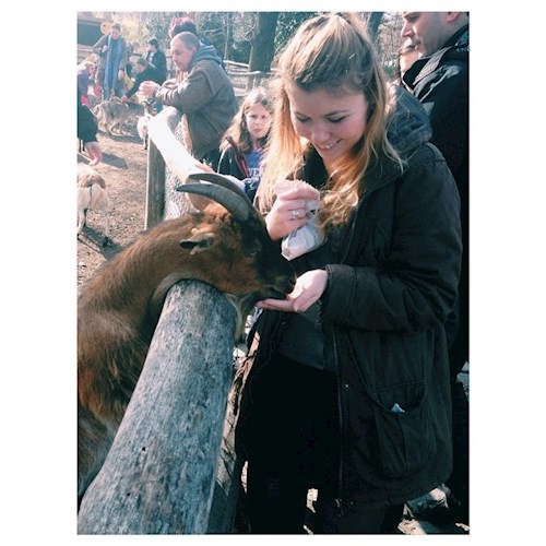 Hekler- petsitter Budapest vagy Állat szitter a kutyák cicák 